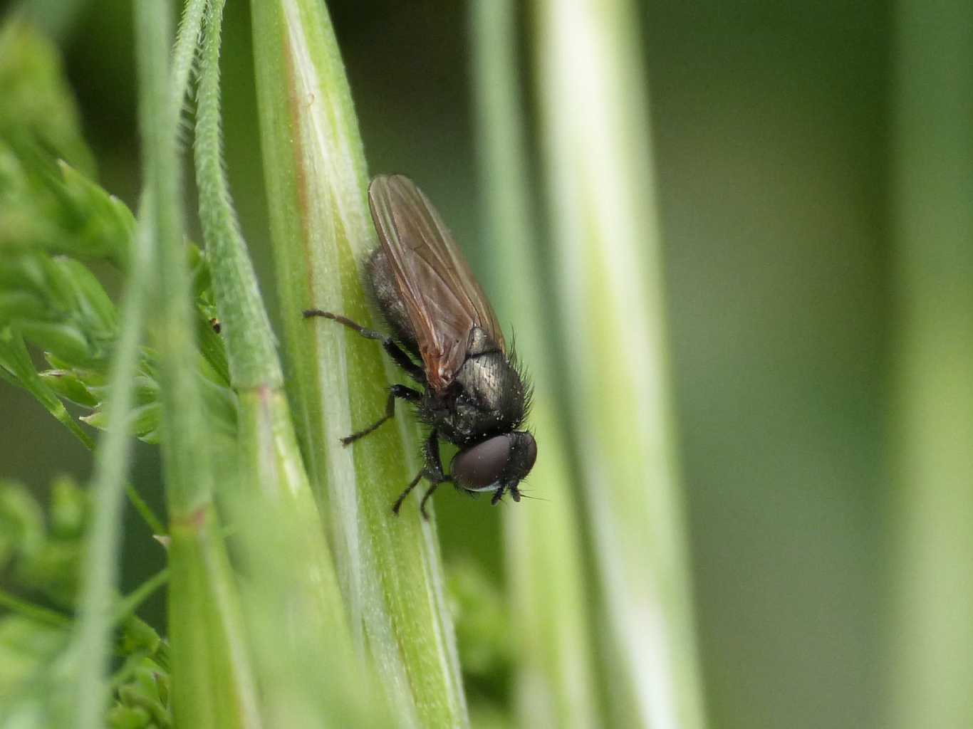 Ditterino nero: Lonchaeidae - Caffarella (RM)